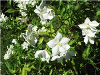 72da2c4a-Picture 016.jpg